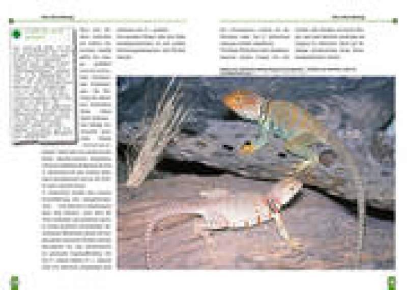 Preview: Halsbandleguane